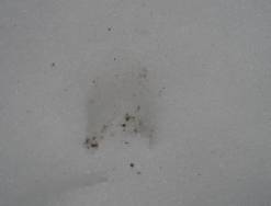 160317 Spuren im Schnee